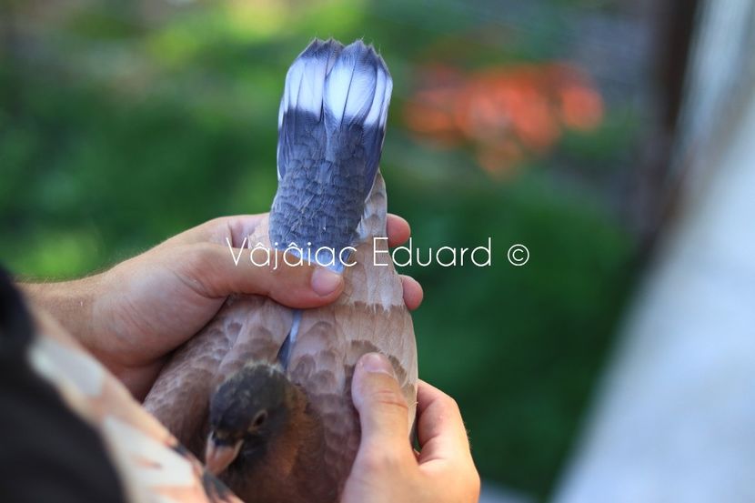 Gold indigo fs Ts RO-2021 - Frill Stencil Toy Stencil