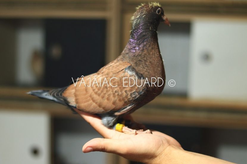 Toy Stencil 1 Homozigot het fs RO-2021 - Frill Stencil Toy Stencil