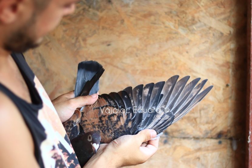 Toy Stencil 1 Homozigota het fs RO-2020 - Frill Stencil Toy Stencil