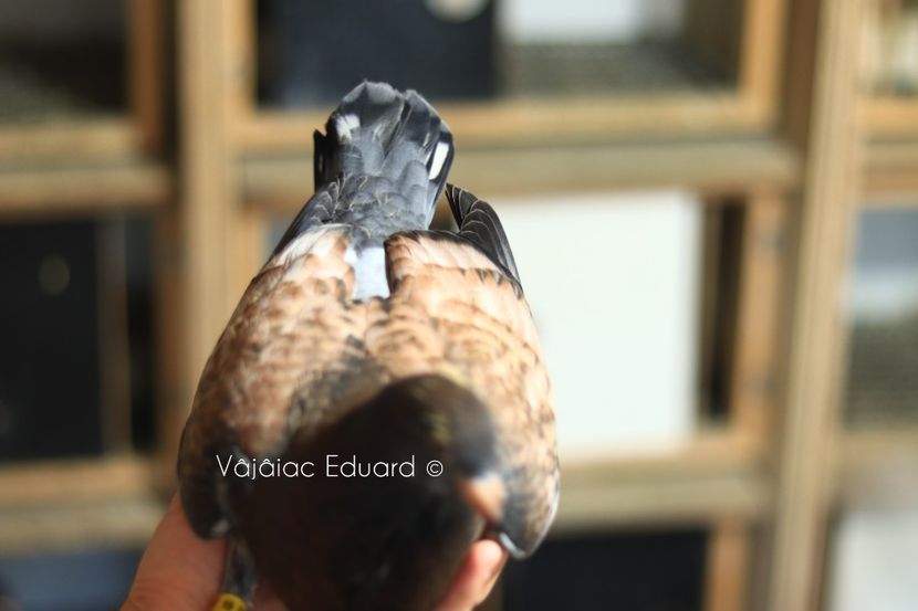 fs Ts pe gut inchis RO-2021 - Frill Stencil Toy Stencil