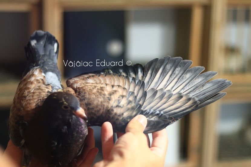 fs Ts pe gut inchis RO-2021 - Frill Stencil Toy Stencil