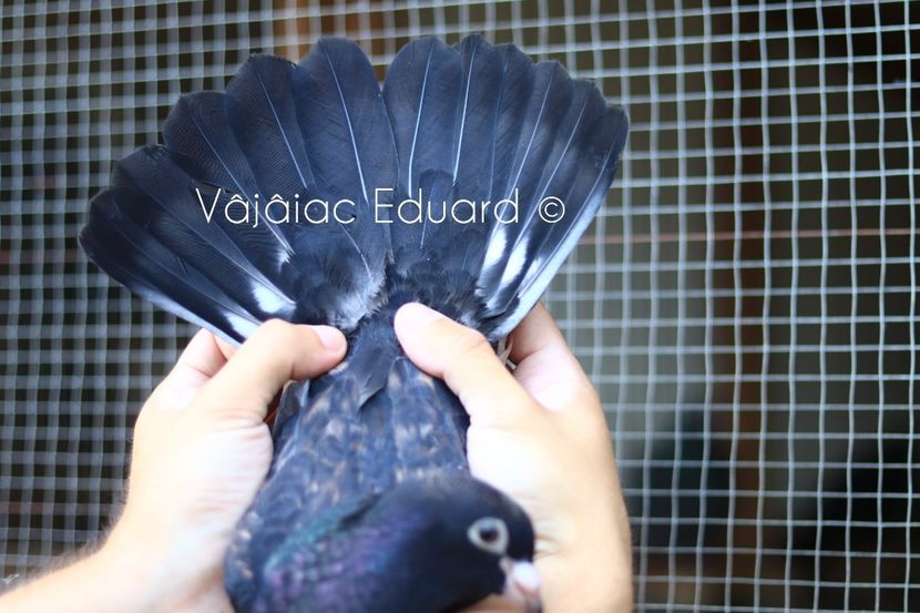 Negru fs Ts RO-2021 - Frill Stencil Toy Stencil