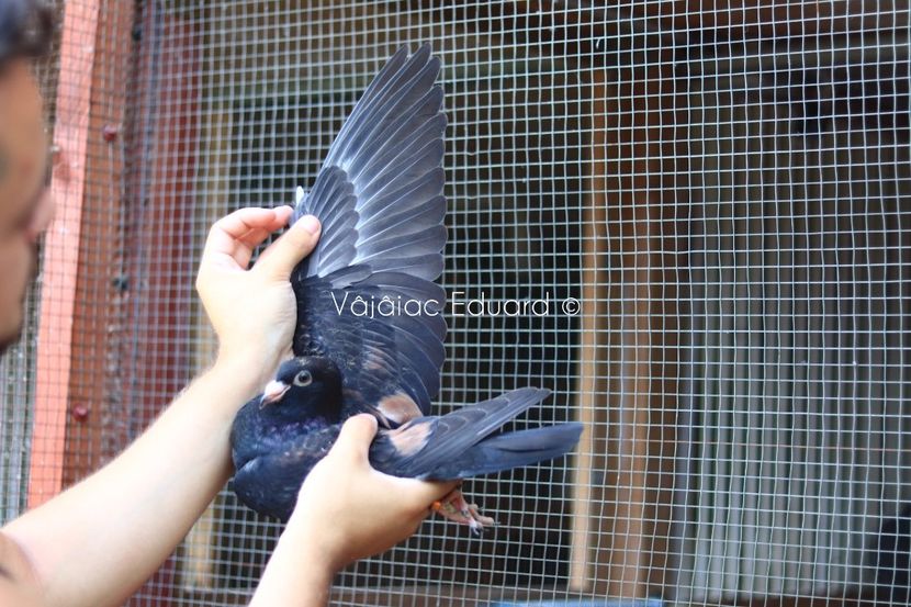 Negru fs Ts RO-2021 - Frill Stencil Toy Stencil