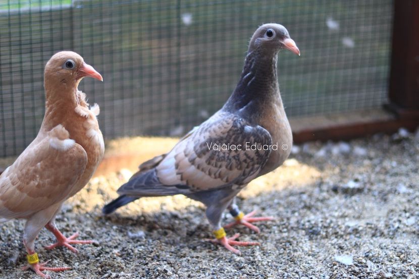 Guta diluata fs Ts RO-2021 - Frill Stencil Toy Stencil