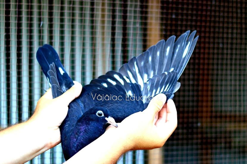 Negru fs Ts RO-2021 - Frill Stencil Toy Stencil