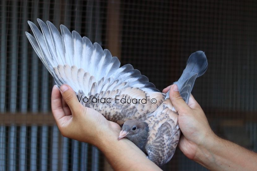 Guta diluata fs Ts RO-2021 - Frill Stencil Toy Stencil