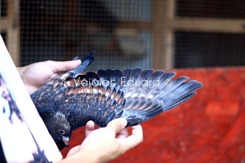 fs Ts pe gut inchis RO-2021 - Frill Stencil Toy Stencil