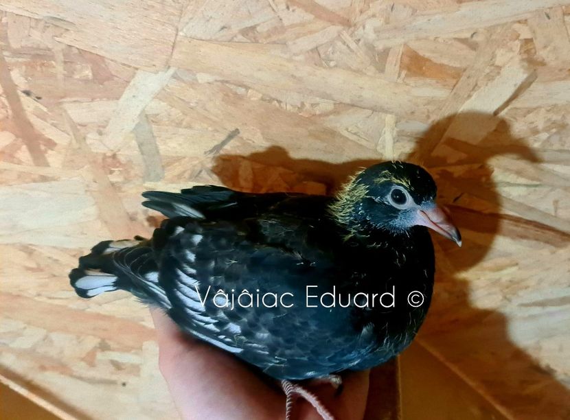 Negru fs Ts RO-2021 - Frill Stencil Toy Stencil