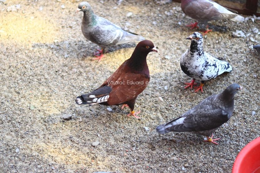 Bronz Libanez fs - Frill Stencil Toy Stencil