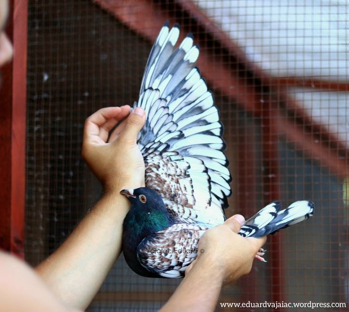 fs Ts pe gut inchis RO-2020 - Frill Stencil Toy Stencil