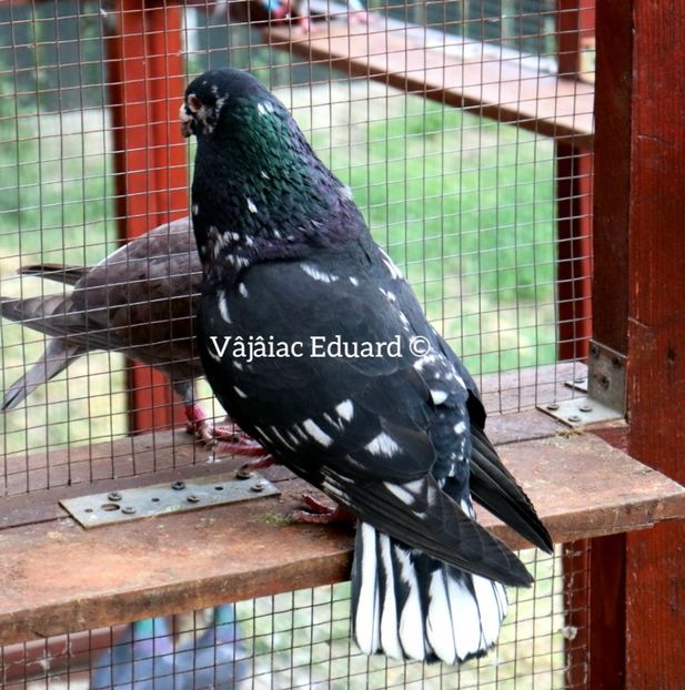 Cuc pe negru fs Ts 2015 - Frill Stencil Toy Stencil