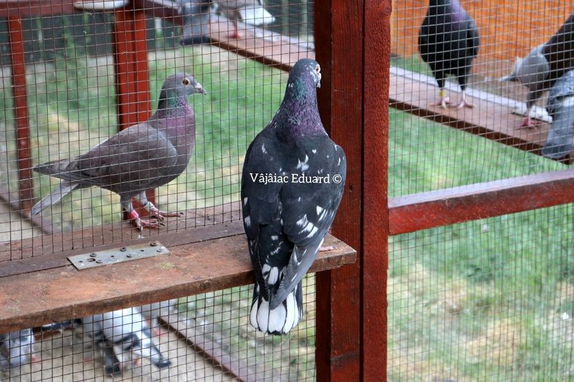 Cuc pe negru fs Ts 2015 - Frill Stencil Toy Stencil