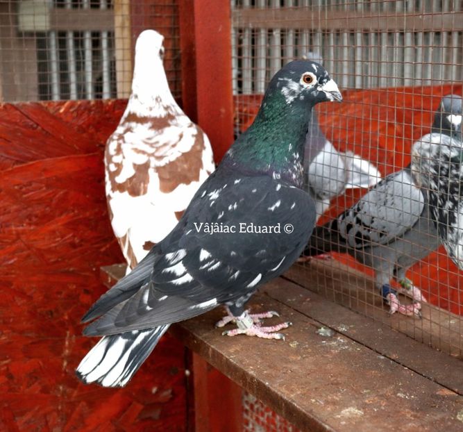 Cuc pe negru fs Ts 2015 - Frill Stencil Toy Stencil