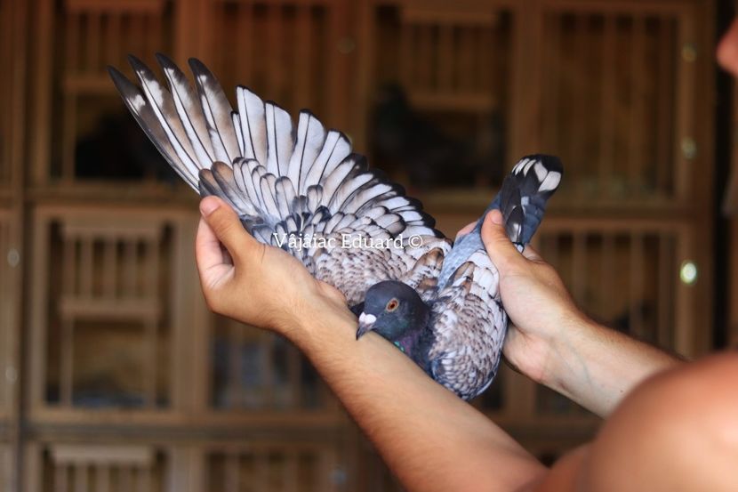 fs Ts pe gut inchis RO-2021 - Frill Stencil Toy Stencil