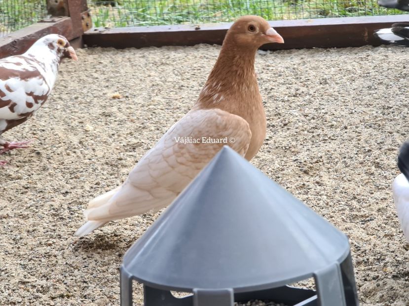 fs Ts pe galben recesiv si indigo RO-2020 - Frill Stencil Toy Stencil