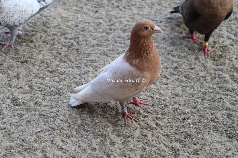 fs Ts pe galben recesiv si indigo RO-2020 - Frill Stencil Toy Stencil