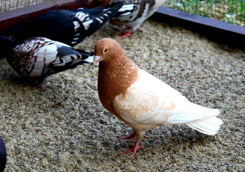 fs Ts pe galben recesiv si indigo RO-2020 - Frill Stencil Toy Stencil