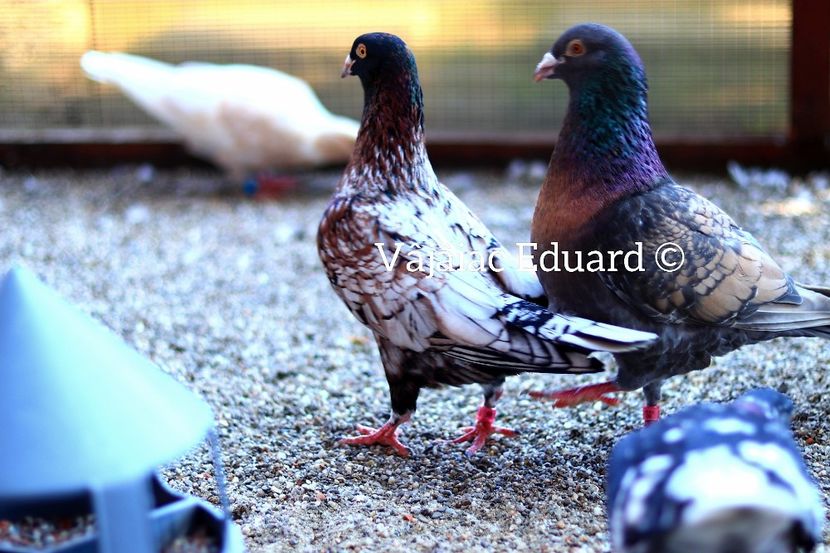 Instantanee - Frill Stencil Toy Stencil