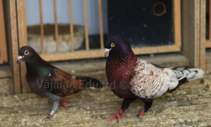 Instantanee - Frill Stencil Toy Stencil