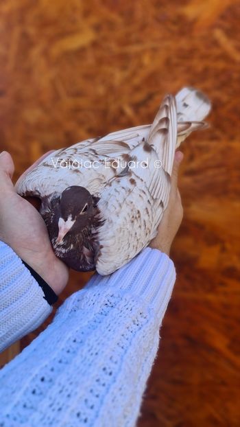 fs Ts Rosie recesiva RO-2021 - Frill Stencil Toy Stencil