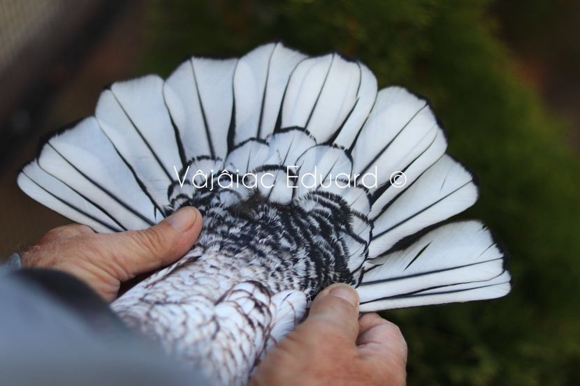 fs Ts pe gut inchis - Frill Stencil Toy Stencil