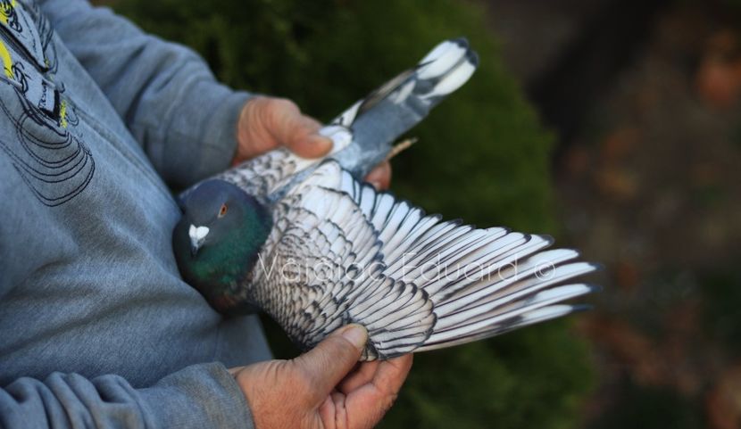 fs Ts pe gut inchis RO-2021 - Frill Stencil Toy Stencil