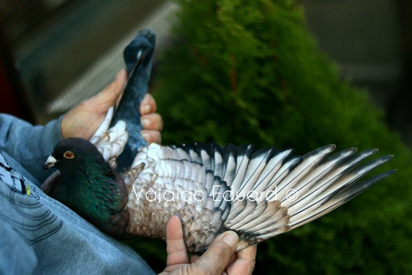 fs Ts pe gut inchis RO-2021 - Frill Stencil Toy Stencil