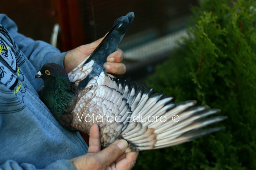 fs Ts pe gut inchis RO-2021 - Frill Stencil Toy Stencil