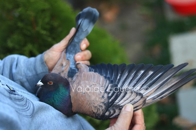 Toy Stencil 1 Homozigot het fs RO-2021 - Frill Stencil Toy Stencil