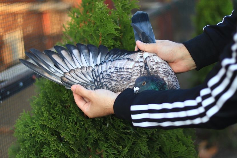 fs Ts pe gut inchis RO-2021 - Frill Stencil Toy Stencil