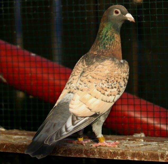 Guta diluata fs Ts RO-2021 - Frill Stencil Toy Stencil