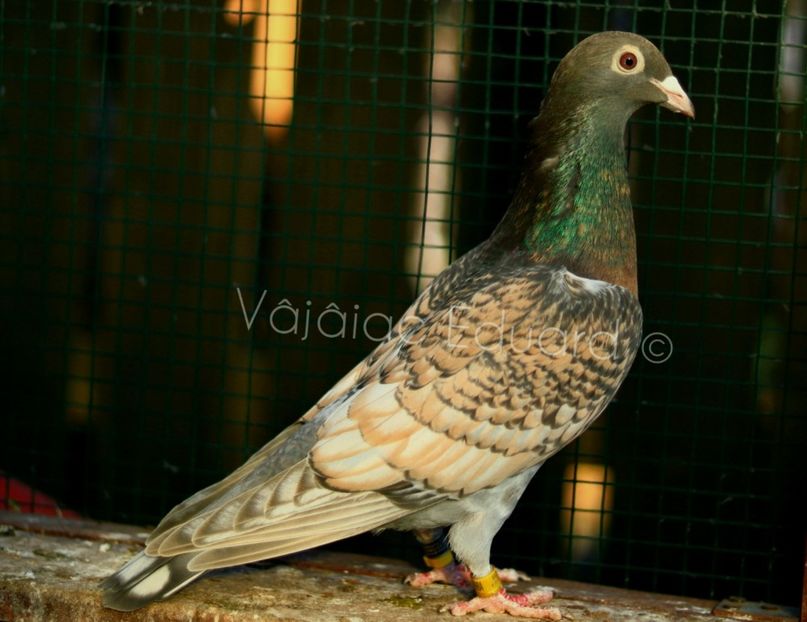 Polish_20211201_191459160 - Frill Stencil Toy Stencil