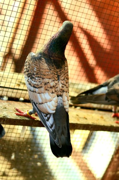 Guta diluata fs Ts RO-2021 - Frill Stencil Toy Stencil