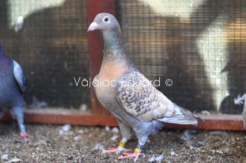 Guta diluata fs Ts RO-2021 - Frill Stencil Toy Stencil