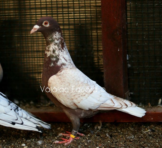 fs Ts Rosie recesiva RO-2021 - Frill Stencil Toy Stencil