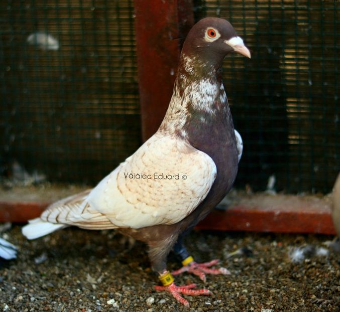 fs Ts Rosie recesiva RO-2021 - Frill Stencil Toy Stencil