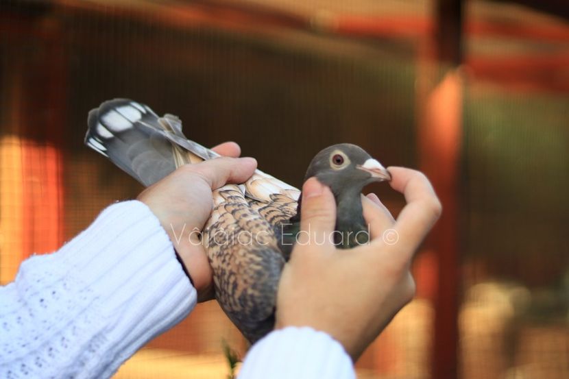 Guta diluata fs Ts RO-2021 - Frill Stencil Toy Stencil