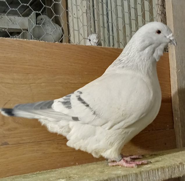  - 9masculi azur matca 2022