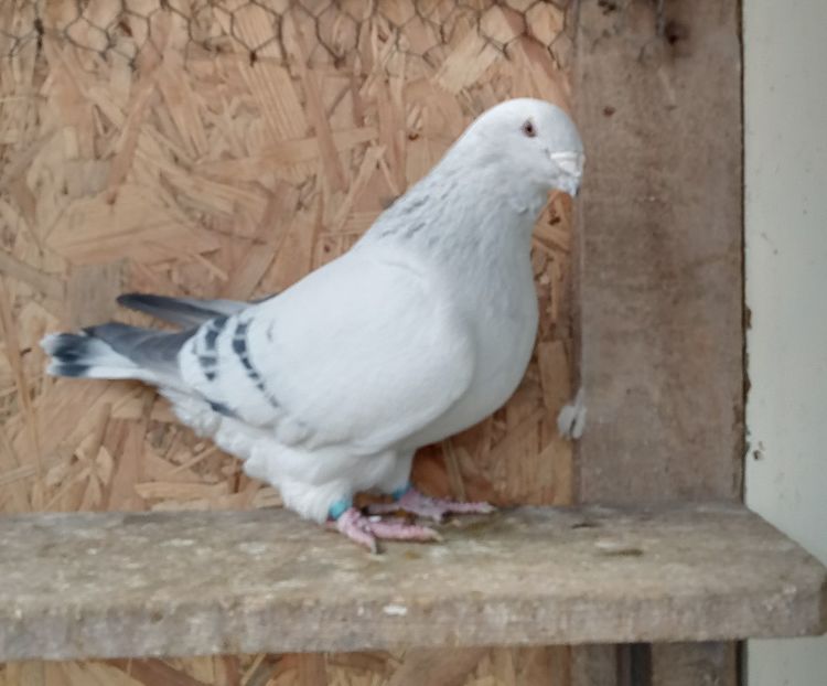  - 9masculi azur matca 2022