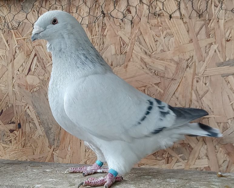  - 9masculi azur matca 2022