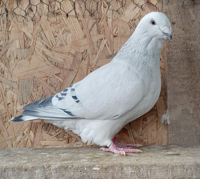  - 9masculi azur matca 2022