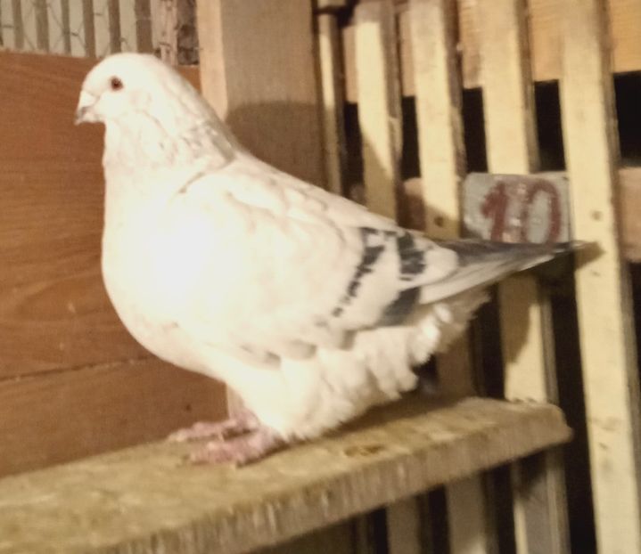  - 9masculi azur matca 2022