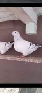 received_1030090464510653 - 9masculi azur matca 2022