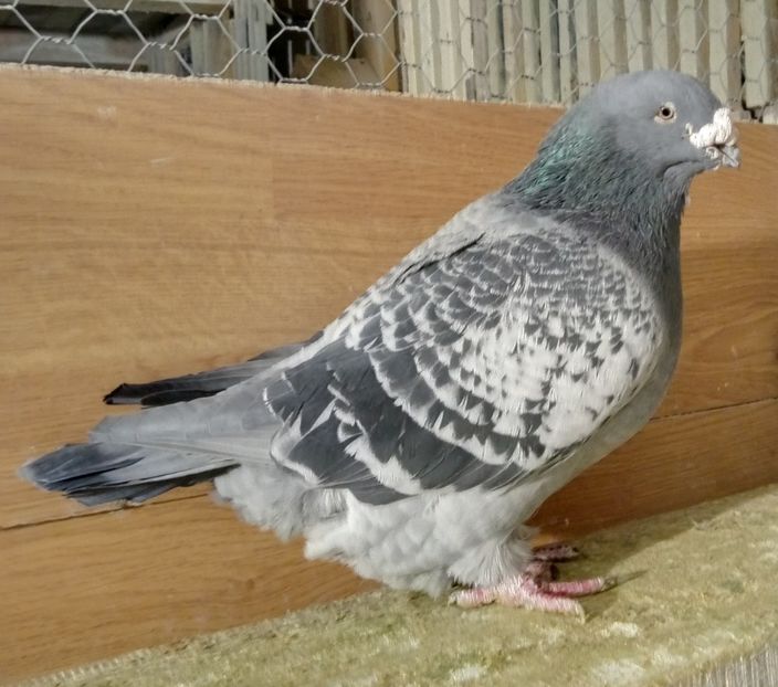  - solzati standard 2022