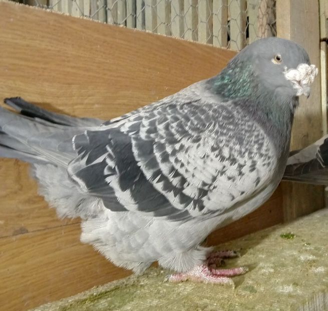  - solzati standard 2022