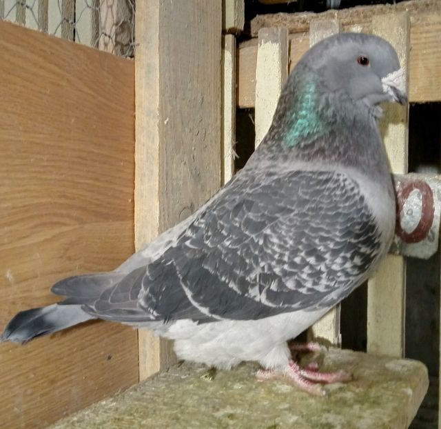  - solzati standard 2022