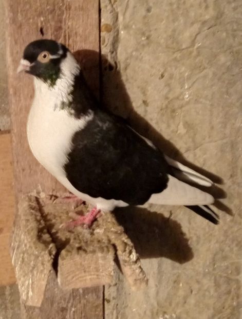  - jucatori si cazatori