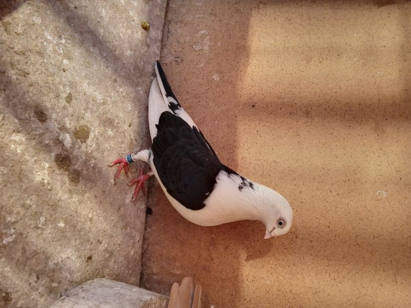  - jucatori si cazatori