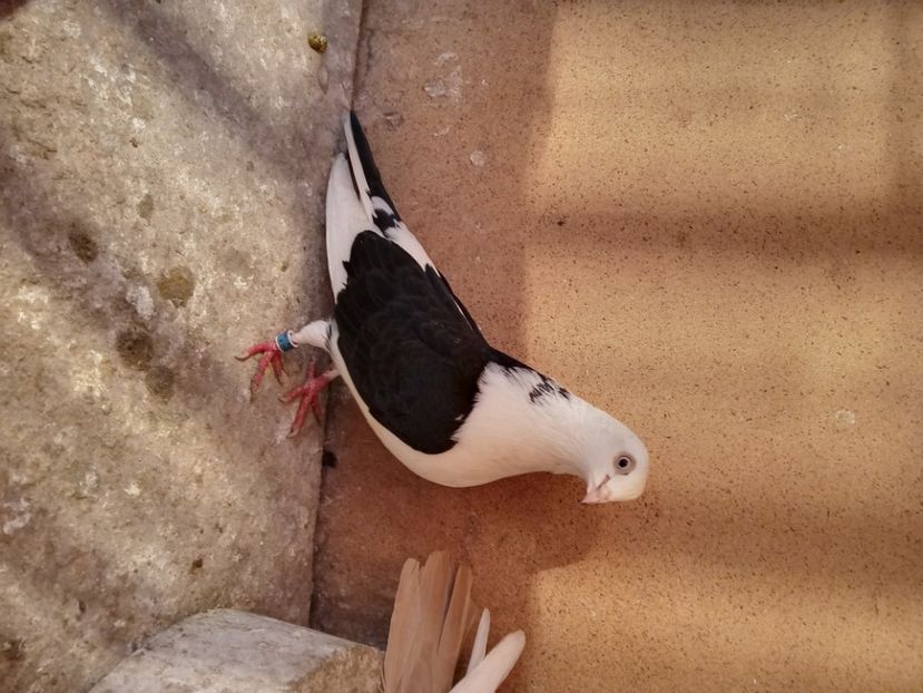  - jucatori si cazatori