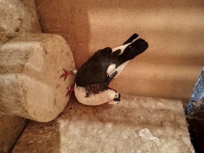  - jucatori si cazatori